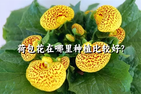 荷包花在哪里种植比较好？