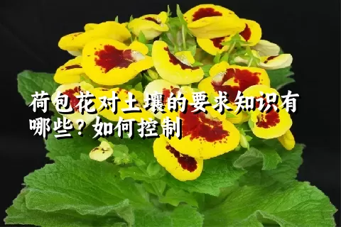 荷包花对土壤的要求知识有哪些？如何控制