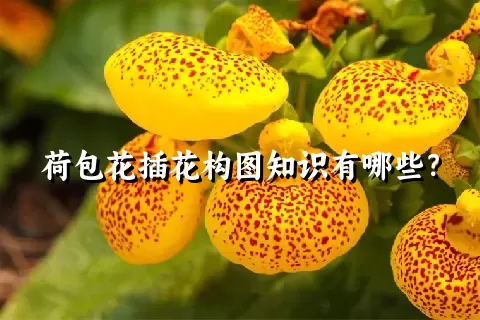 荷包花插花构图知识有哪些？