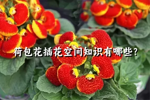 荷包花插花空间知识有哪些？