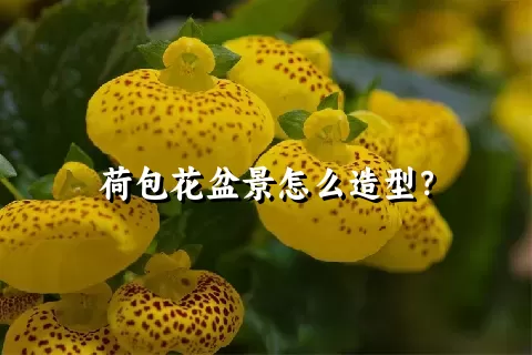 荷包花盆景怎么造型？