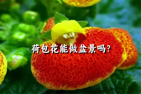 荷包花能做盆景吗？