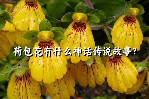 荷包花有什么神话传说故事？