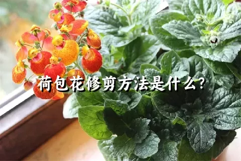 荷包花修剪方法是什么？