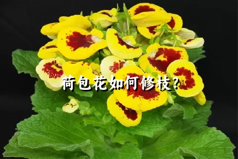 荷包花如何修枝？