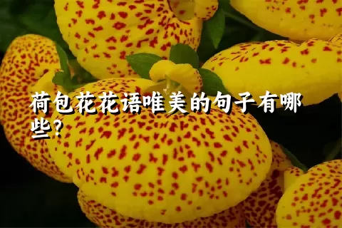 荷包花花语唯美的句子有哪些？