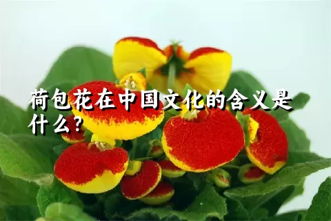 荷包花在中国文化的含义是什么？