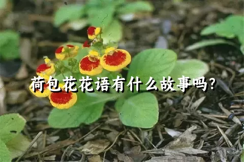 荷包花花语有什么故事吗？