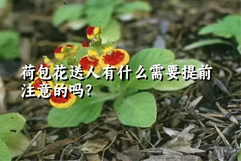 荷包花送人有什么需要提前注意的吗？