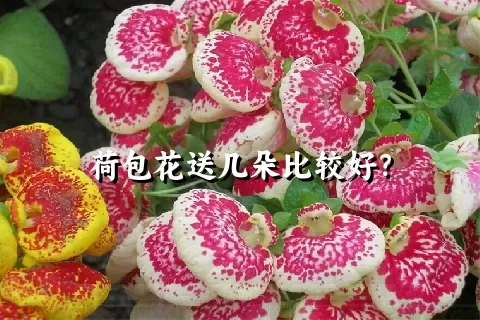 荷包花送几朵比较好？