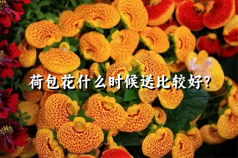 荷包花什么时候送比较好？