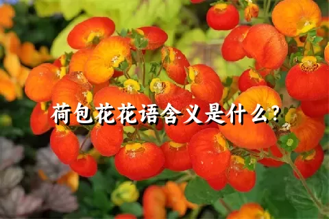 荷包花花语含义是什么？