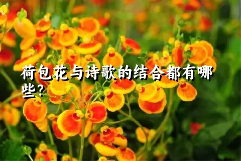 荷包花与诗歌的结合都有哪些？