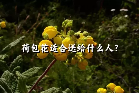 荷包花适合送给什么人？