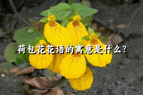 荷包花花语的寓意是什么？