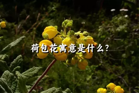 荷包花寓意是什么？