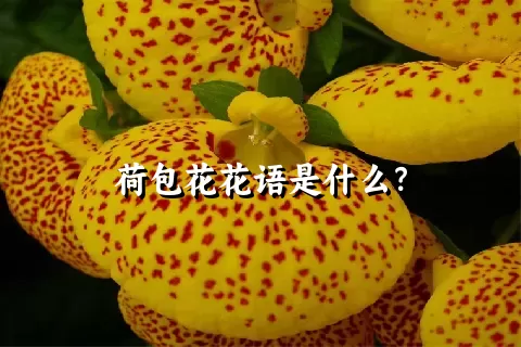 荷包花花语是什么？