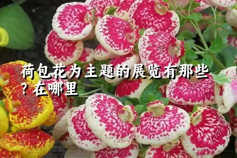 荷包花为主题的展览有那些？在哪里