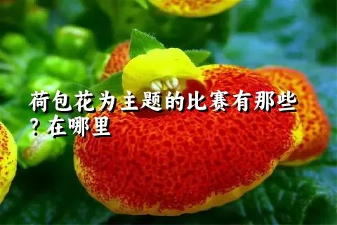 荷包花为主题的比赛有那些？在哪里