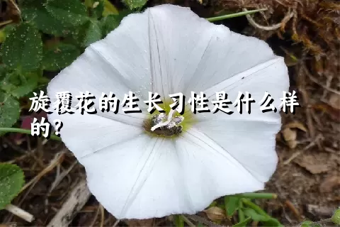 旋覆花的生长习性是什么样的？