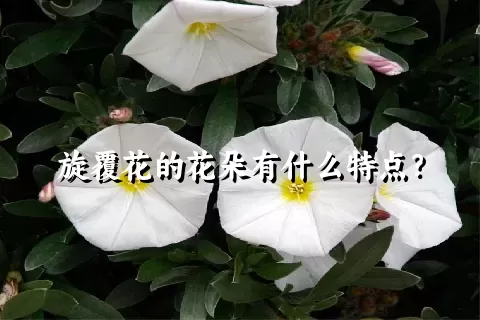 旋覆花的花朵有什么特点？