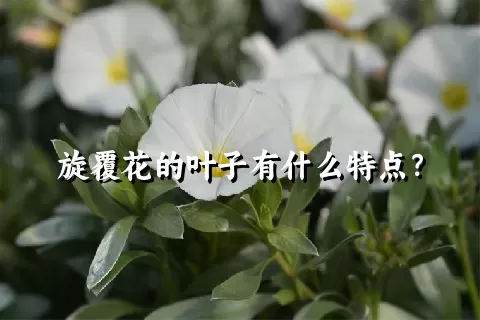 旋覆花的叶子有什么特点？