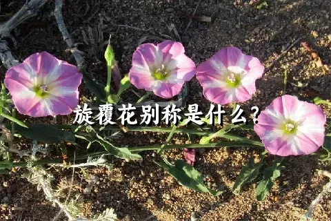 旋覆花别称是什么？