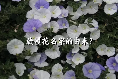 旋覆花名字的由来？