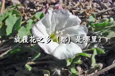 旋覆花之乡（都）是哪里？