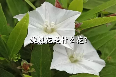 旋覆花是什么花？