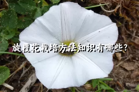 旋覆花栽培方法知识有哪些？