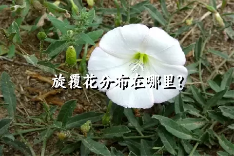 旋覆花分布在哪里?