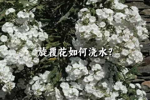 旋覆花如何浇水？