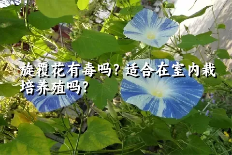 旋覆花有毒吗？适合在室内栽培养殖吗？