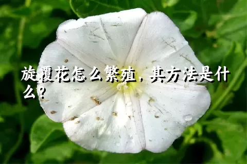 旋覆花怎么繁殖，其方法是什么？