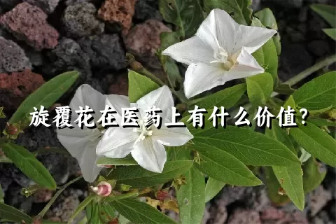 旋覆花在医药上有什么价值？