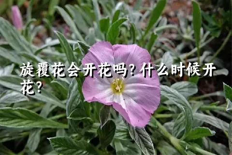 旋覆花会开花吗？什么时候开花？