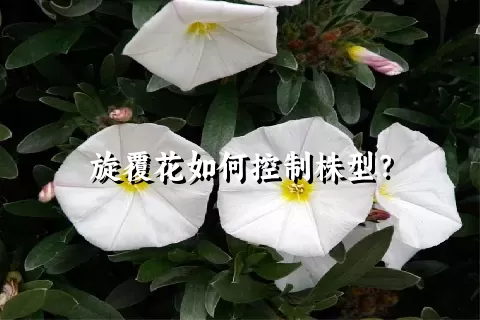 旋覆花如何控制株型？