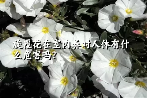 旋覆花在室内养对人体有什么危害吗？