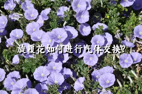 旋覆花如何进行气体交换？