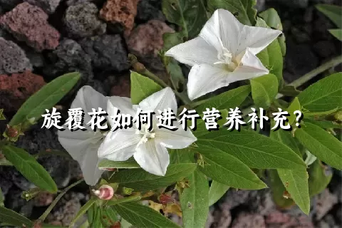 旋覆花如何进行营养补充？