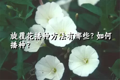 旋覆花播种方法有哪些？如何播种？