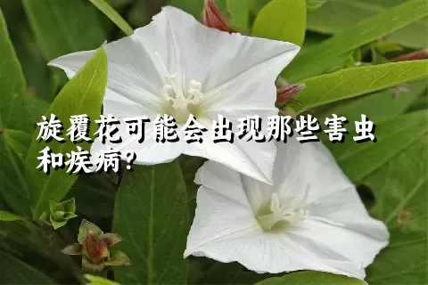 旋覆花可能会出现那些害虫和疾病？