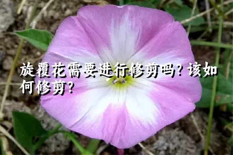 旋覆花需要进行修剪吗？该如何修剪？