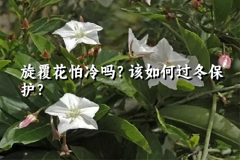 旋覆花怕冷吗？该如何过冬保护？