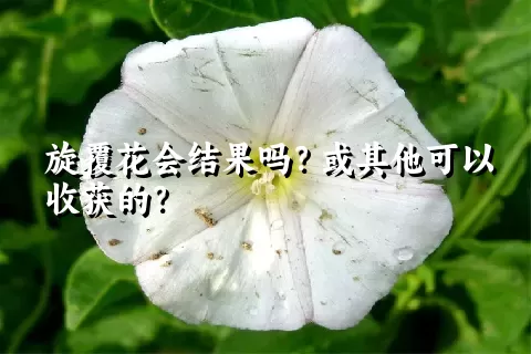 旋覆花会结果吗？或其他可以收获的？