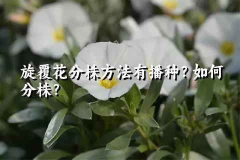 旋覆花分株方法有播种？如何分株？