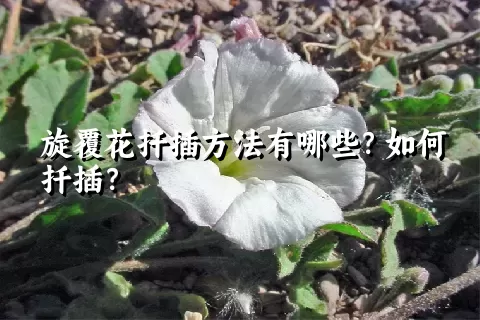 旋覆花扦插方法有哪些？如何扦插？