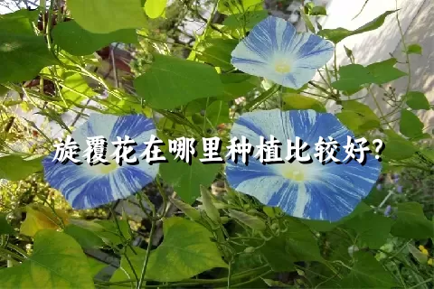 旋覆花在哪里种植比较好？