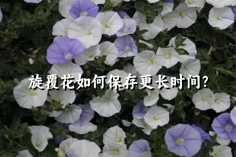 旋覆花如何保存更长时间？